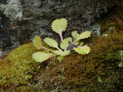 Saxifraga spathularis