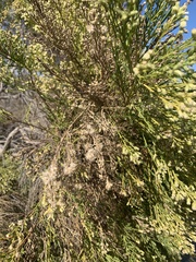 Baccharis sarothroides × pilularis