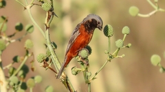 Sporophila ruficollis