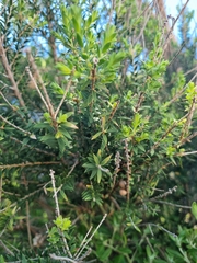Melaleuca lanceolata