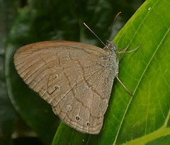 Hermeuptychia hermes