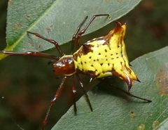 Micrathena fissispina