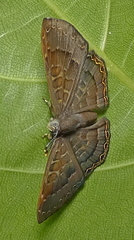 Voltinia phryxe
