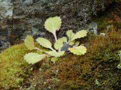 Saxifraga spathularis