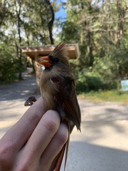 Cardinalis cardinalis