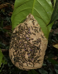 Myrapetra