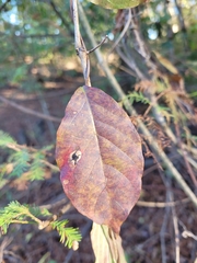 Thyrsanthella difformis