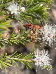 Gminatus australis