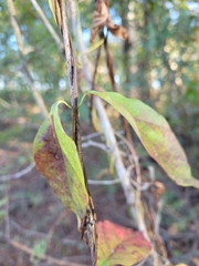 Thyrsanthella difformis