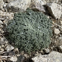 Chaenactis douglasii