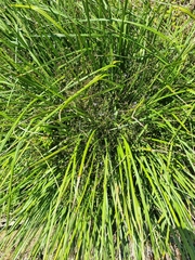 Dianella brevicaulis