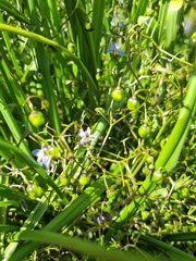 Dianella brevicaulis