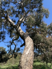 Eucalyptus melliodora