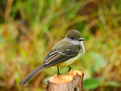 Myiarchus cephalotes