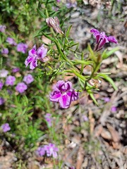 Coopernookia barbata