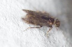 Echmepteryx