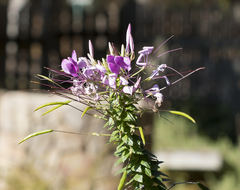 Cleome houtteana