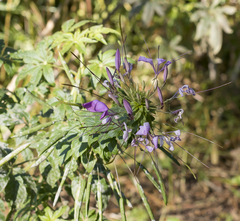 Cleome houtteana