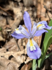 Iris cristata