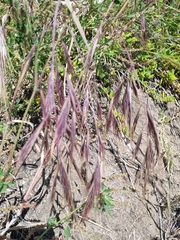 Bromus diandrus