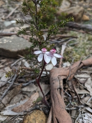 Caladenia alpina