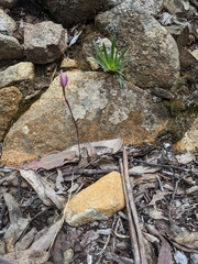 Caladenia alpina