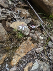 Caladenia alpina
