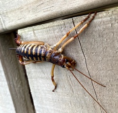 Hemideina crassidens