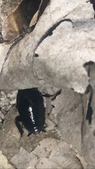 Eurycotis quadrisquamata