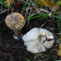 Amanita junquillea