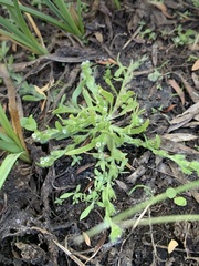 Plagiobothrys scouleri