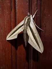 Theretra silhetensis