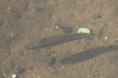 Micropterus