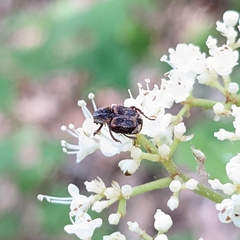 Valgus canaliculatus