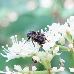 Valgus canaliculatus
