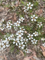 Leptospermum polygalifolium