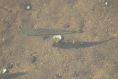 Micropterus