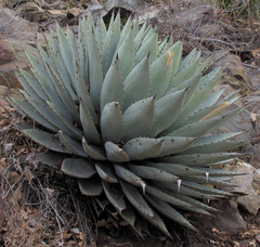 Agave parryi parryi
