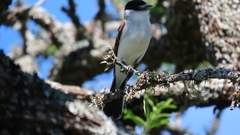 Xenopsaris albinucha