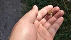 Malvastrum bicuspidatum