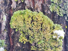 Phaeophyscia rubropulchra