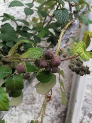 Rubus niveus