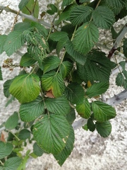 Rubus niveus
