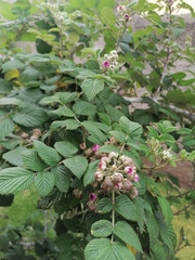 Rubus niveus