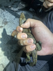 Crocodylus moreletii