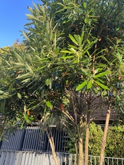 Tristaniopsis laurina