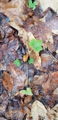 Ranunculus recurvatus