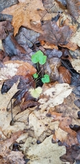 Ranunculus recurvatus