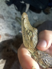 Crocodylus moreletii