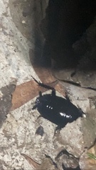 Eurycotis quadrisquamata